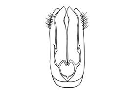   Osmia yanbianensis  male, diagram showing dorsal view of genitalia, diagram modified from Wu 2004 
